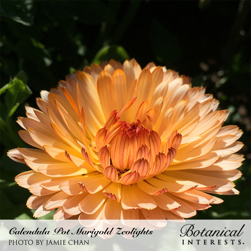 Zeolights Calendula (Pot Marigold) Seeds