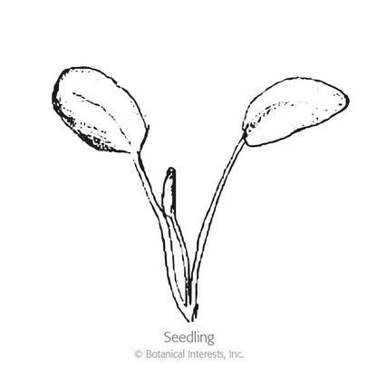 Milkweed/Butterfly Flower Seeds