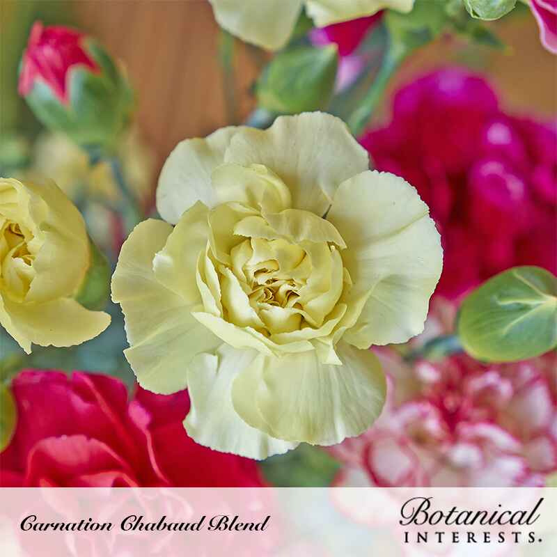 carnation flower seeds online Chabaud Blend Carnation Seeds