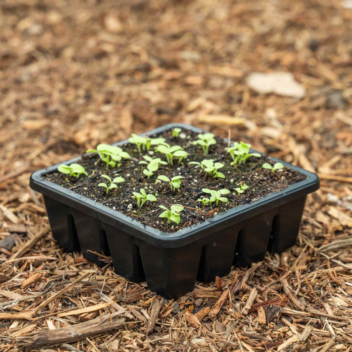 Seed Starter Trays - 32 Cell – Pepper Joe's Seed Starter Trays - 32 Cell – Pepper Joe's