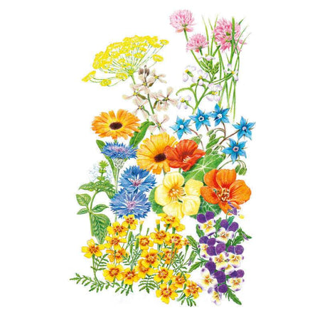 Edible Beauties Flower Mix Seeds – Botanical Interests