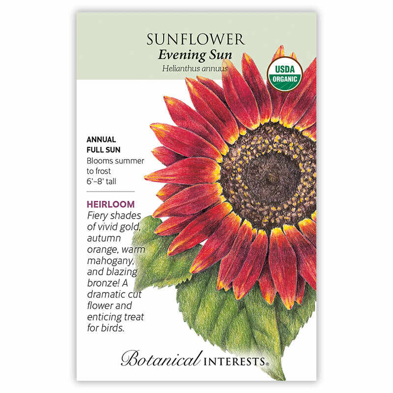 sun haven flower seeds Evening Sun Sunflower Seeds – Botanical Interests