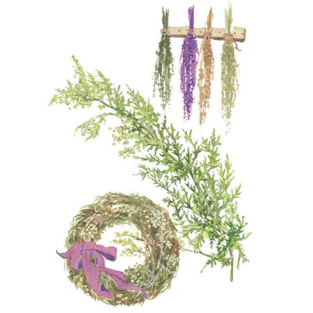 sweet annie plant seeds Sweet Annie Seeds – Botanical Interests