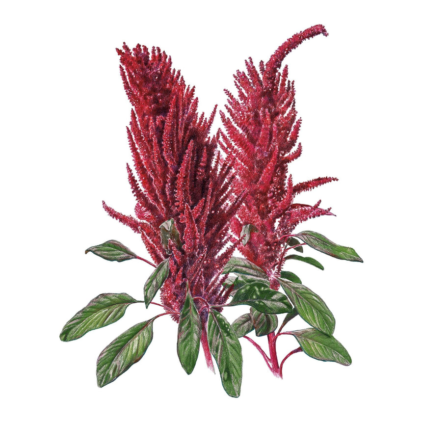 amaranth seeds plant Burgundy Amaranth Seeds