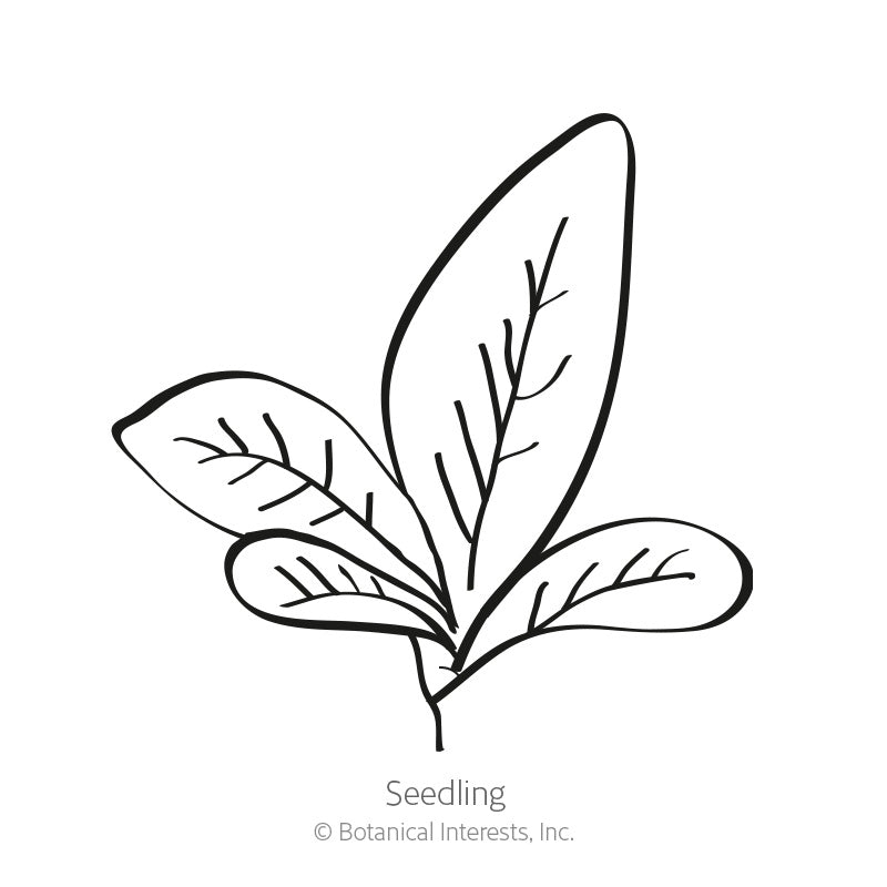Burgundy Amaranth Seeds