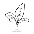 Burgundy Amaranth Seeds