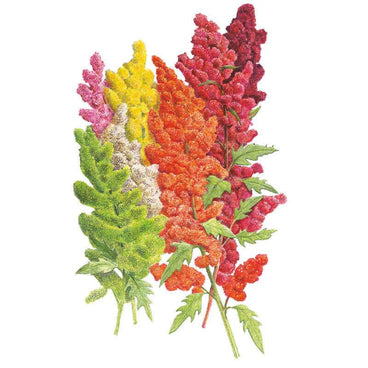 quinoa seeds plant Brightest Brilliant Rainbow Quinoa Seeds