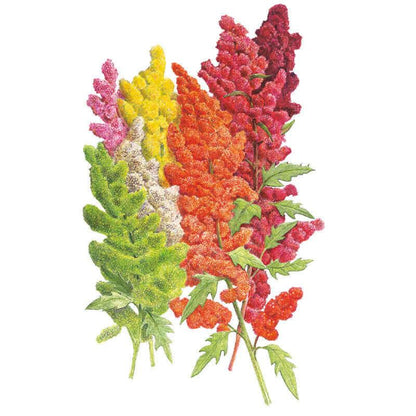 Brightest Brilliant Rainbow Quinoa Seeds