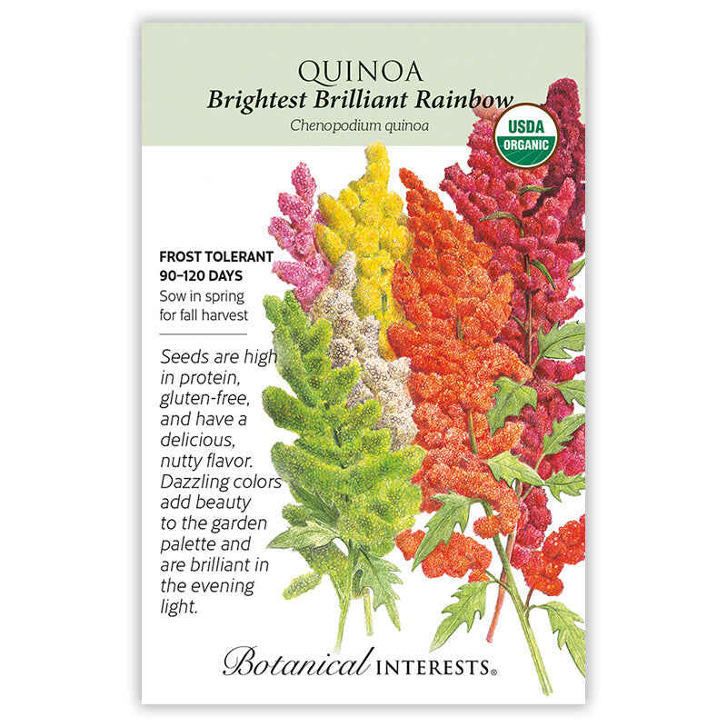organic quinoa seeds for planting Brightest Brilliant Rainbow Quinoa Seeds