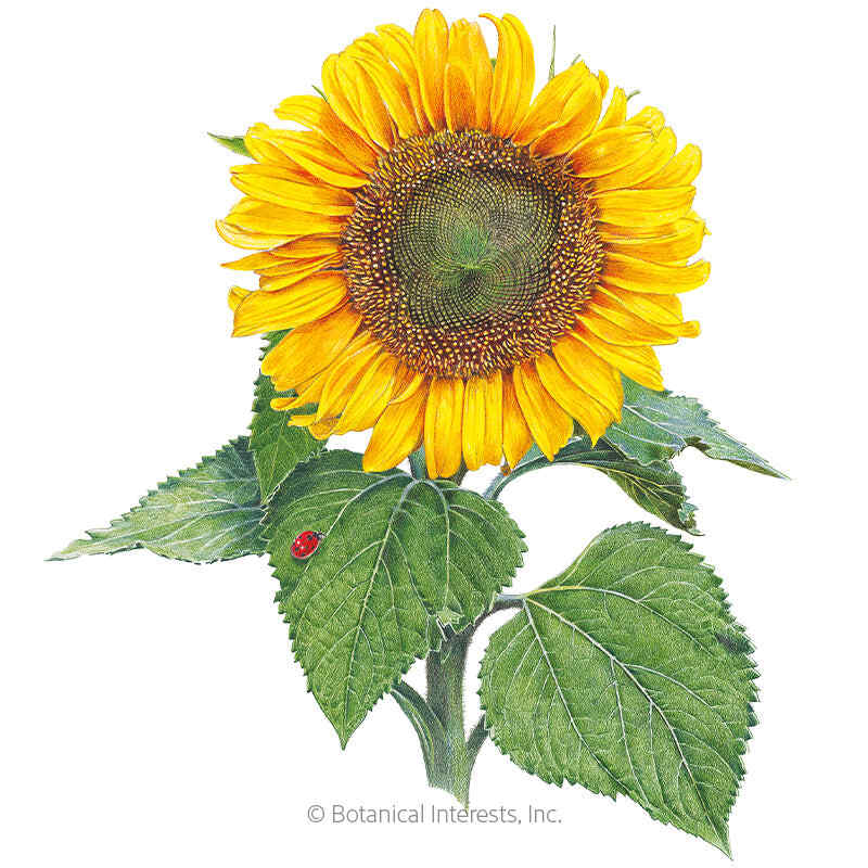 Sunspot Dwarf Sunflower Seeds – Botanical Interests