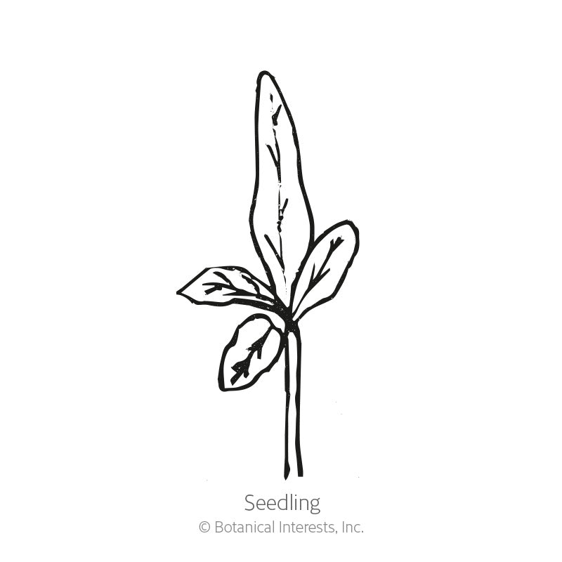 Pumpkin on a Stick Seeds