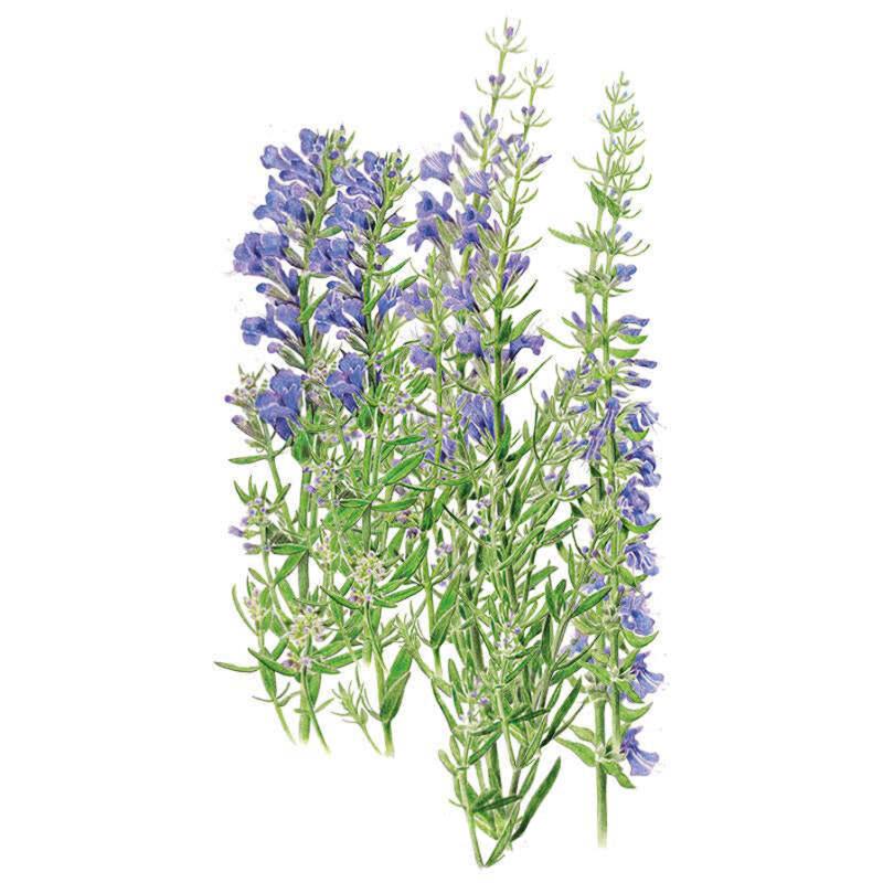 Botanical Interests True Hyssop Seeds - Thumbnail 4