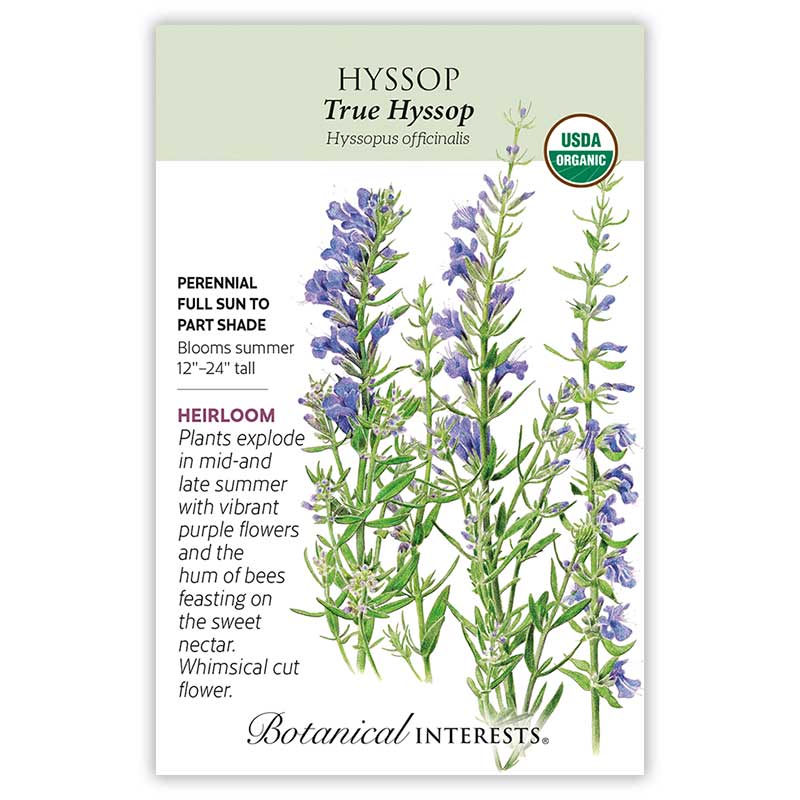 planting hyssop seeds True Hyssop Seeds