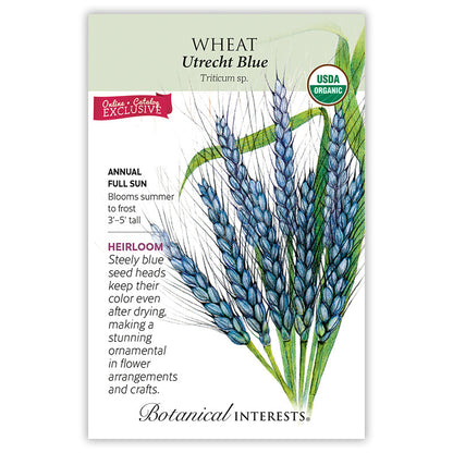 Utrecht Blue Wheat Seeds