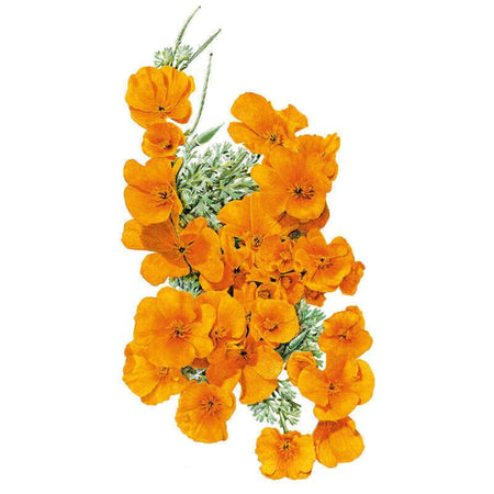 orange poppy seeds for planting Orange California Poppy Seeds – Botanical Interests