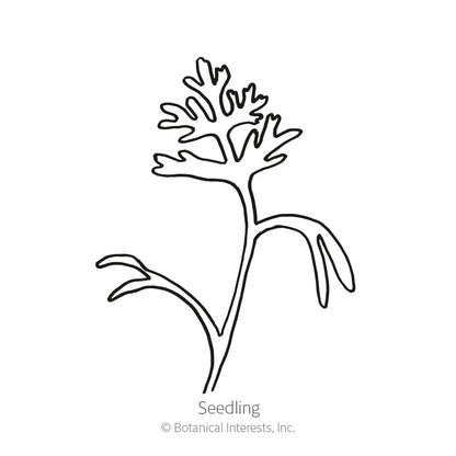 Orange California Poppy Seeds