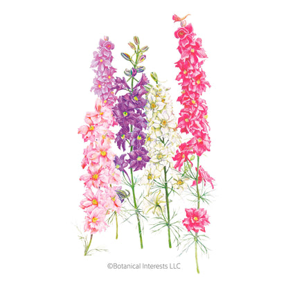 Galilee Blend Larkspur Seeds