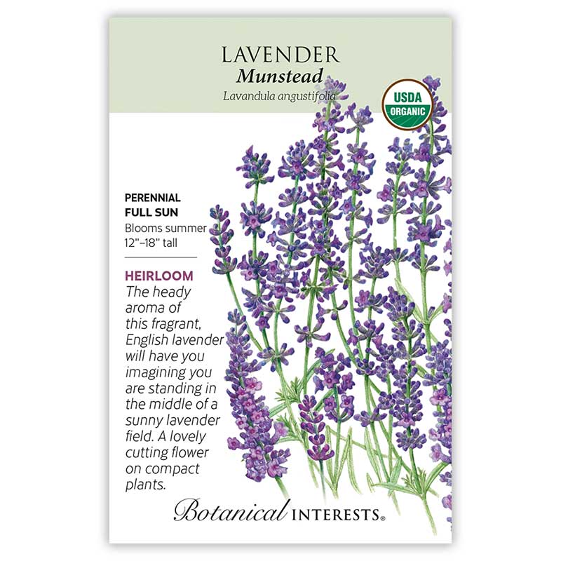 munstead english lavender seeds Munstead Lavender Seeds