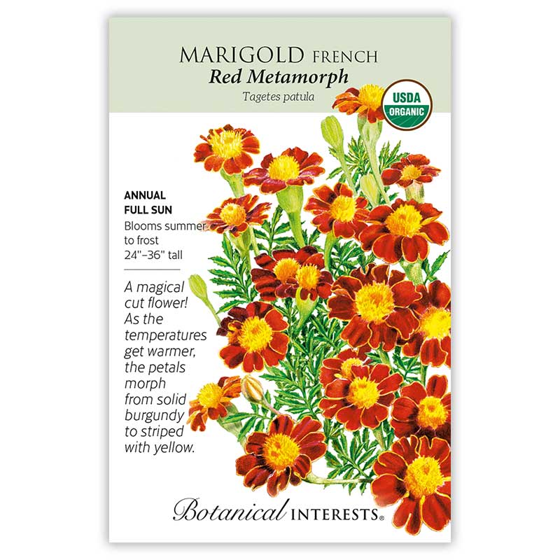 marigold seed varieties Red Metamorph French Marigold Seeds