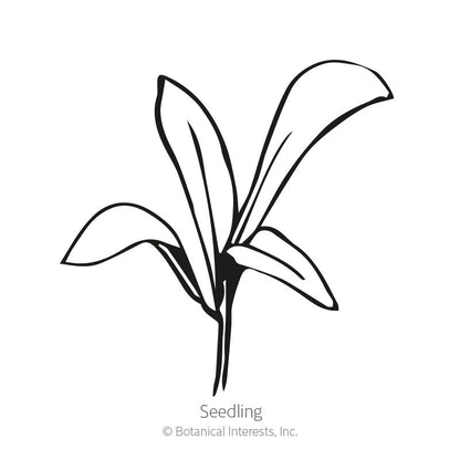 Resina Calendula (Pot Marigold) Seeds