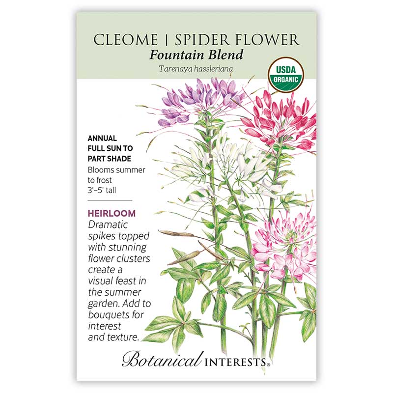 planting cleome seeds Fountain Blend Cleome (Spider Flower) Seeds