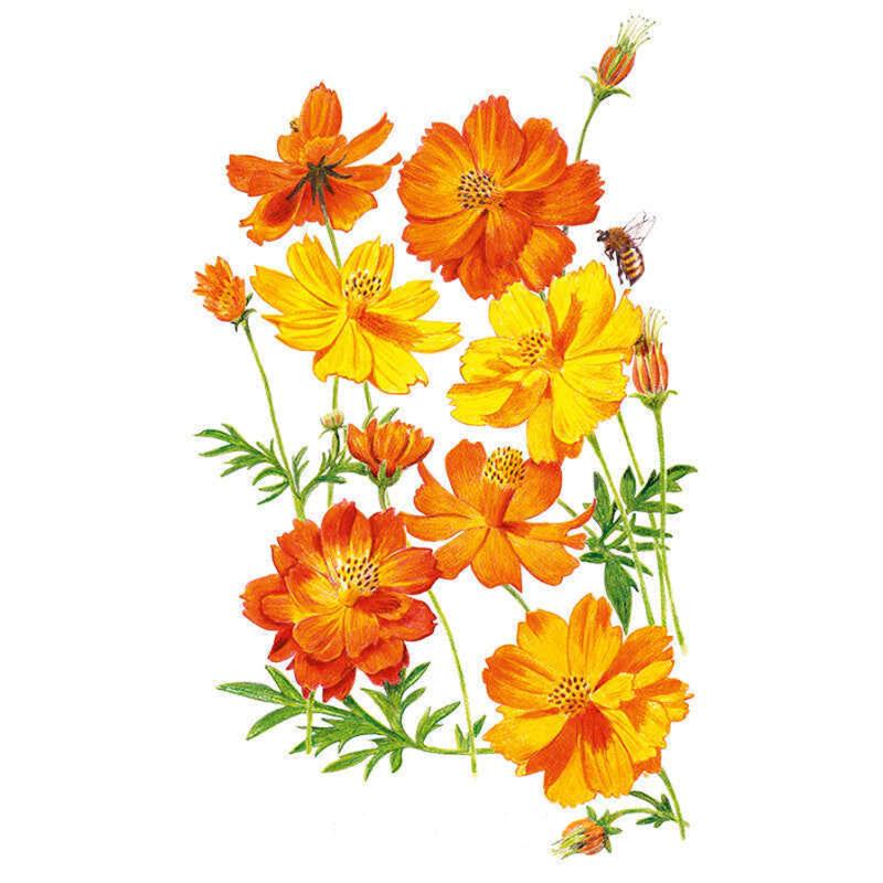 Botanical Interests Diablo Cosmos Seeds - Thumbnail 2