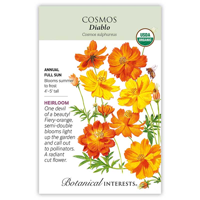 cosmos seed to flower Diablo Cosmos Seeds