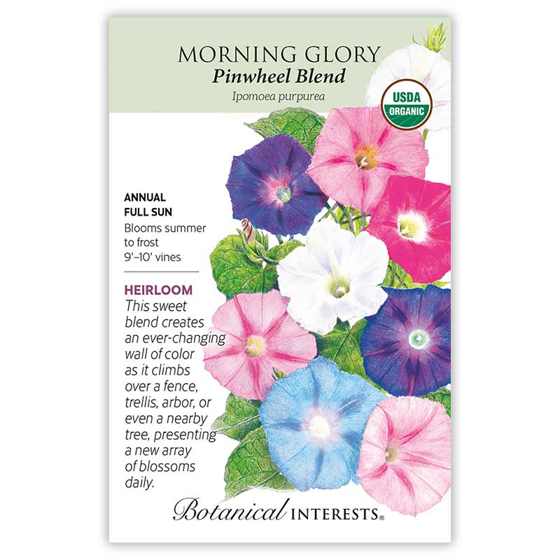 morning.glory seeds Pinwheel Blend Morning Glory Seeds