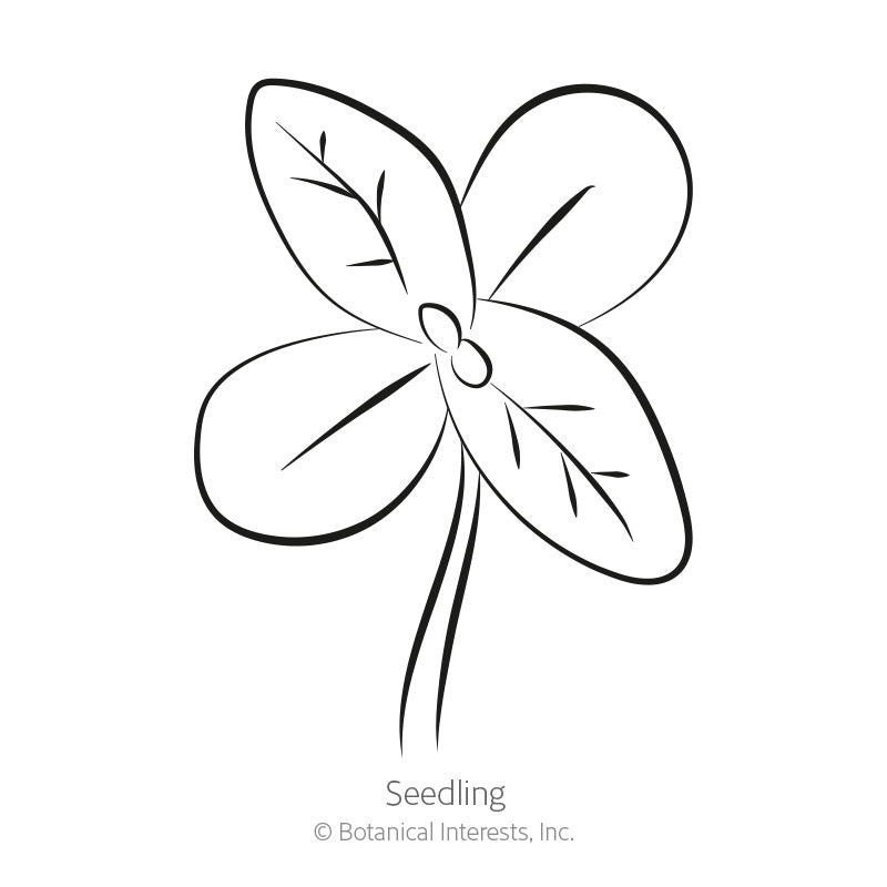 Cactus Flower Blend Zinnia Seeds