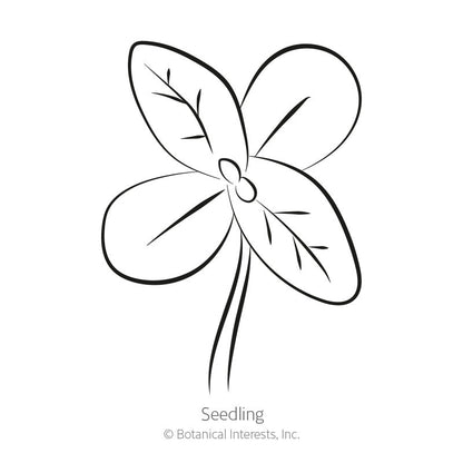 Thumbelina Zinnia Seeds