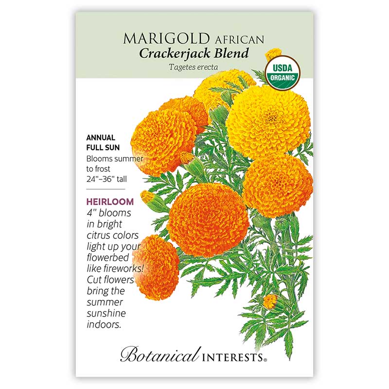 marigolds seeds for sale Crackerjack African Marigold Seeds – Botanical Interests
