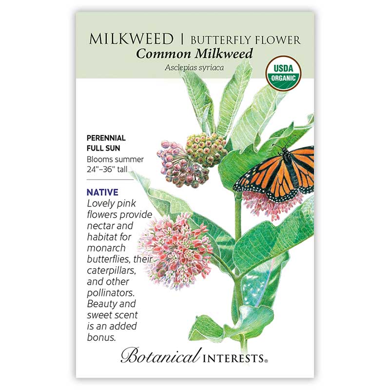 Common Milkweed/Butterfly Flower Seeds