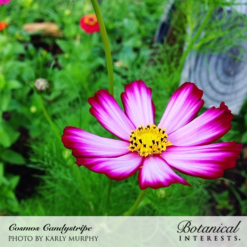 Candystripe Cosmos Seeds