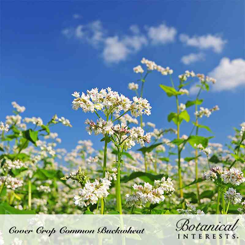 buckwheat seeds for planting Common Buckwheat Cover Crop Seeds