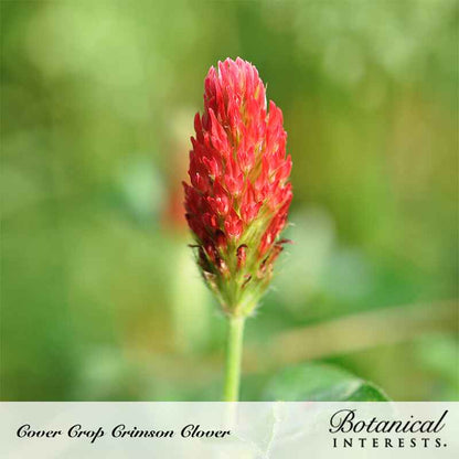 Crimson Clover Cover Crop Seeds