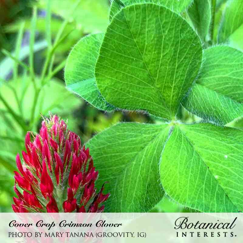 Bulk Crimson Clover Seed For Planting Pastures, Cover Crop, and more Bulk Crimson Clover Seed For Planting Pastures, Cover Crop, and more