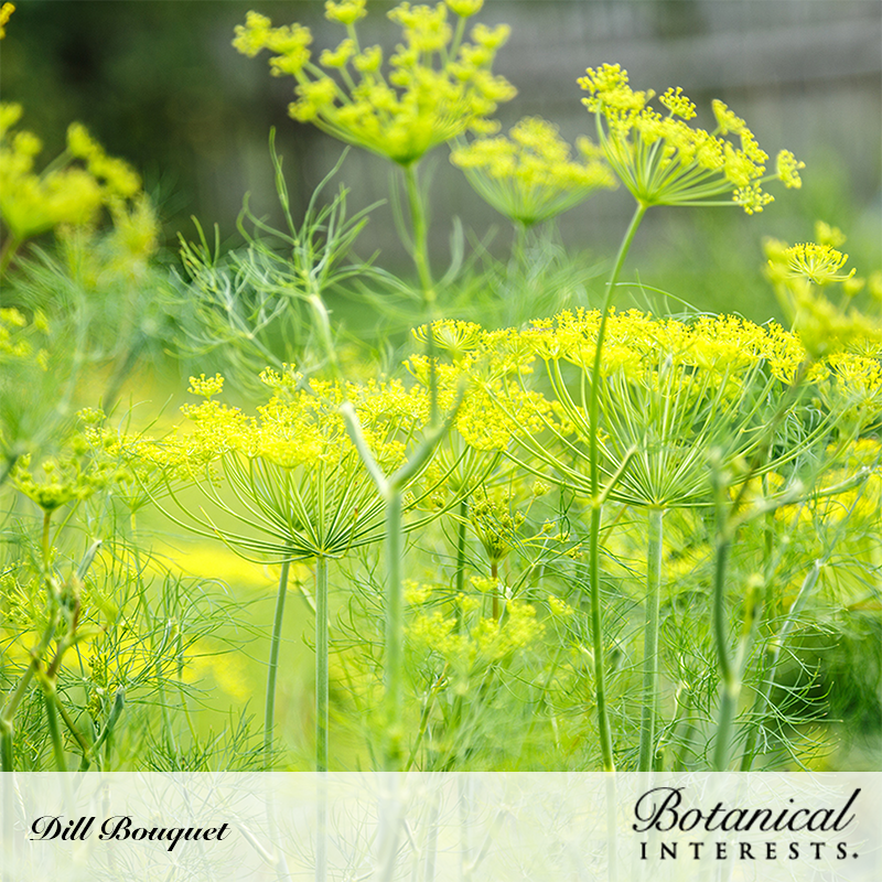 Bouquet Dill Seeds
