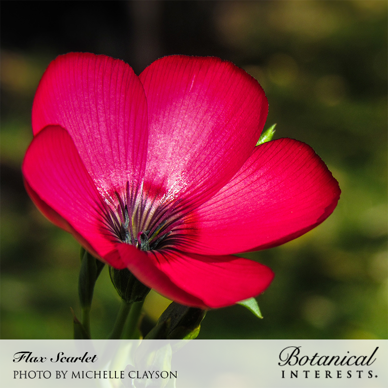 red flax flower seeds Scarlet Flax Heirloom Seeds