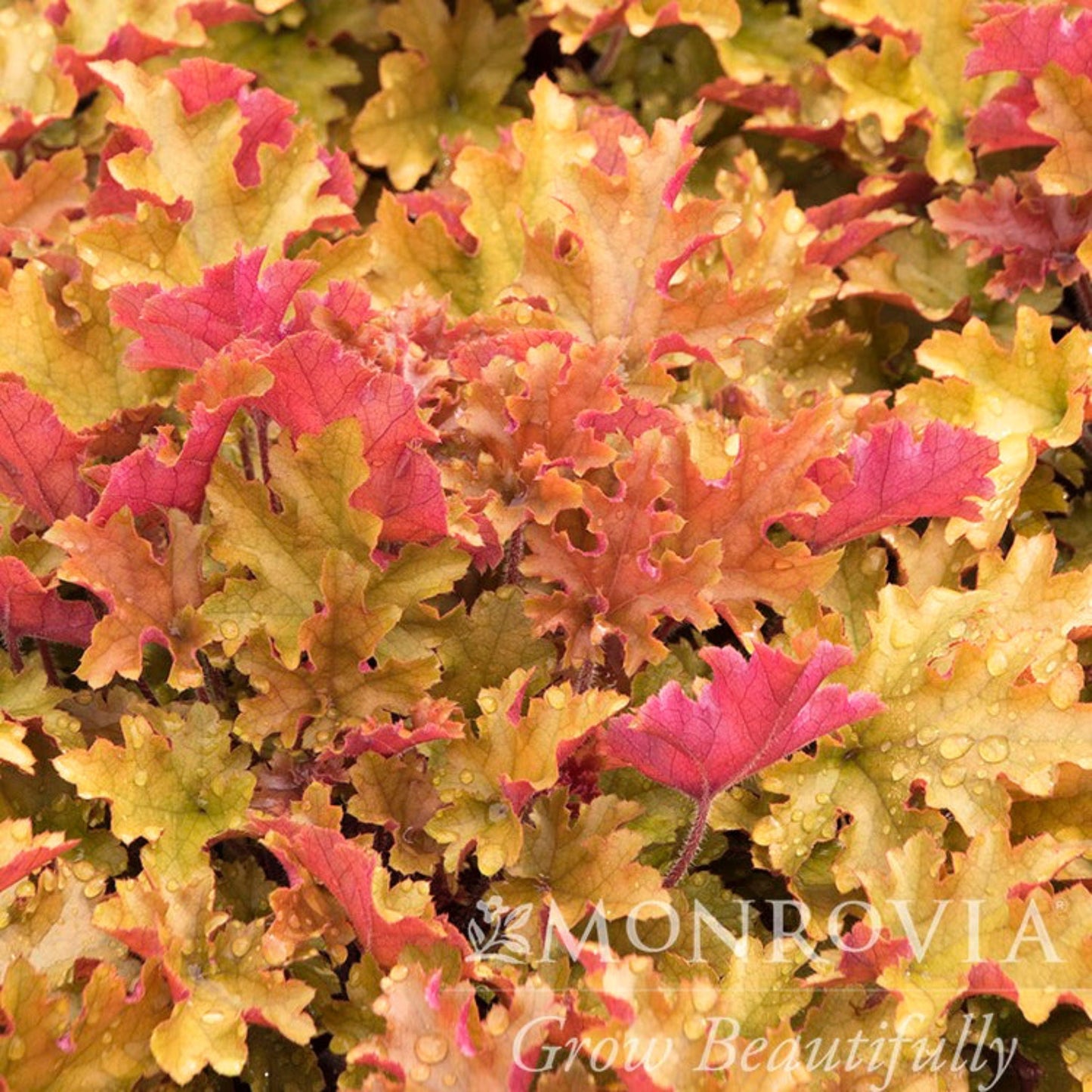 Marmalade Heuchera