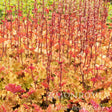 Marmalade Heuchera
