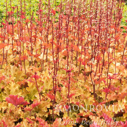 Marmalade Heuchera
