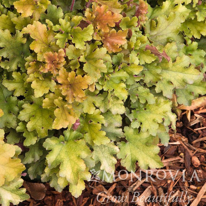 Marmalade Heuchera