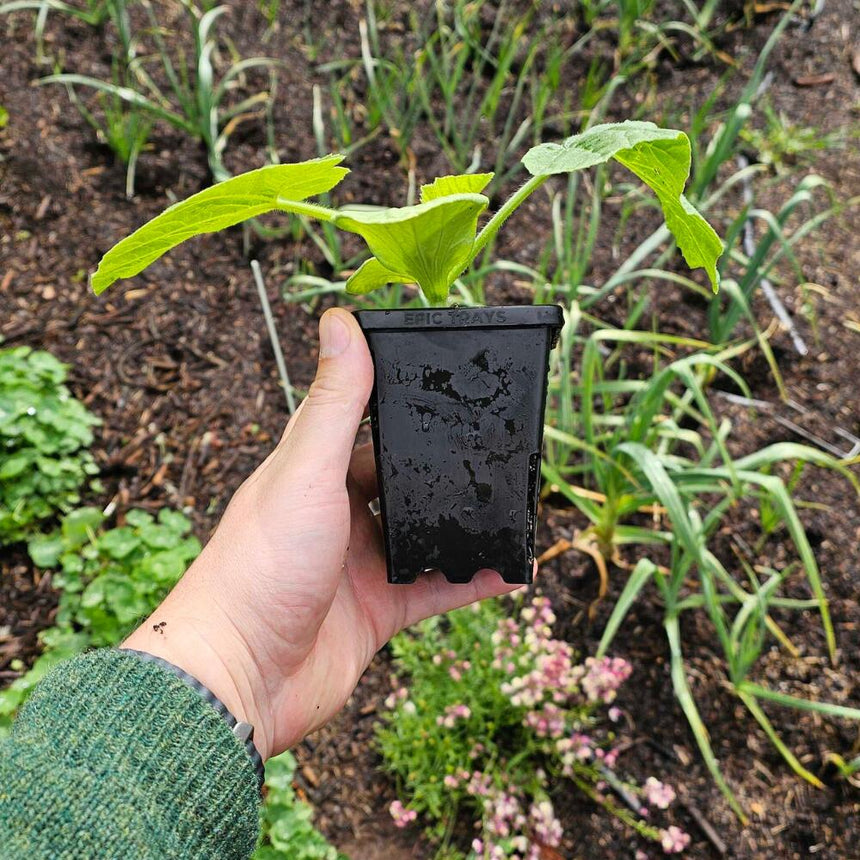 Epic 3” Cube Pot
