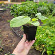 Epic 3” Cube Pot
