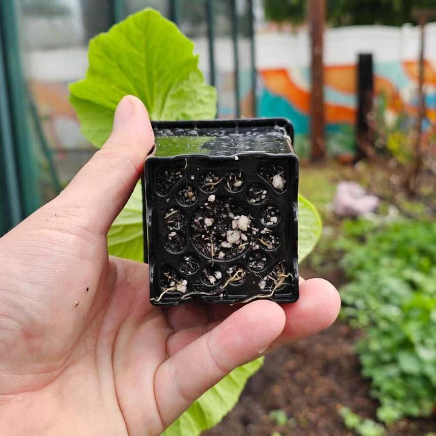 Epic 3” Cube Pot