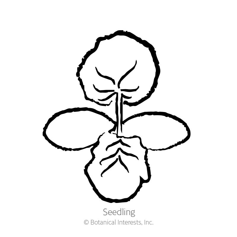 Early Prolific Straightneck Summer Squash Seeds