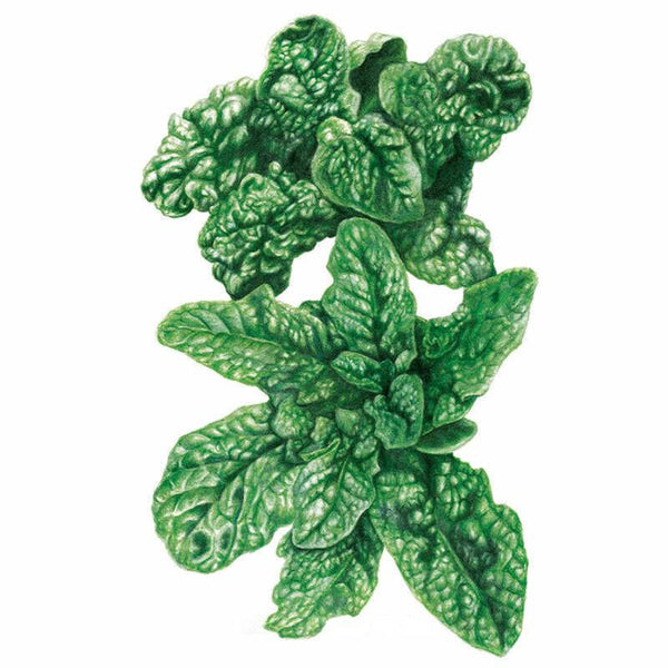 thumbnail image 2 of 200 Bloomsdale Spinach Seeds - Non-GMO, Open Pollinated, Organic Cool Weather Vegetable 2 of 5