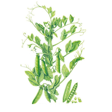 a pea plant that has round seeds Progress #9 Shelling Pea Seeds – Botanical Interests