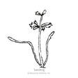 Scarlet Nantes Carrot Seeds