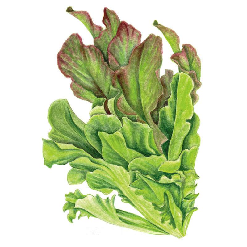Salad Bowl Blend Leaf Lettuce Seeds